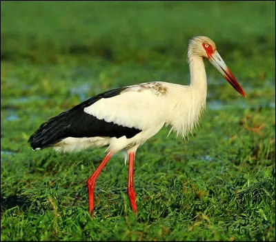 Quelle est la seule cigogne ne se trouvant ni en Afrique, ni en Europe, ni en Asie ?