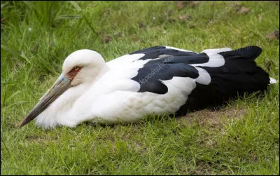 Où se trouve-t-elle ?