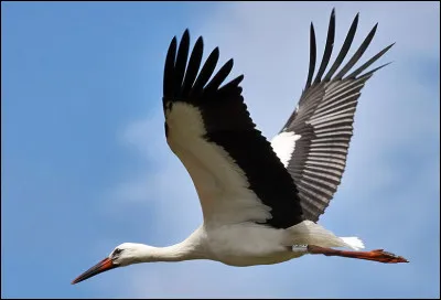Quelle est la durée de vie moyenne d'une cigogne à l'état sauvage ?
