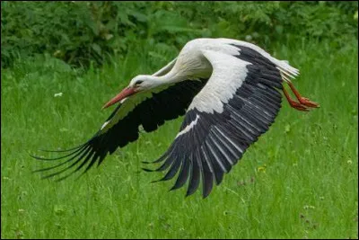Qui a chanté la chanson "Le Retour des cigognes" ?