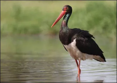 La cigogne n'est pas un oiseau migrateur.