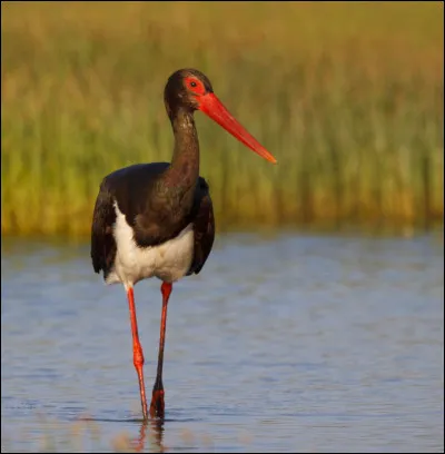 Quel est le régime alimentaire de la cigogne ?