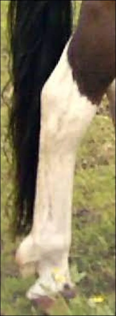 Quelle est cette balzane ?