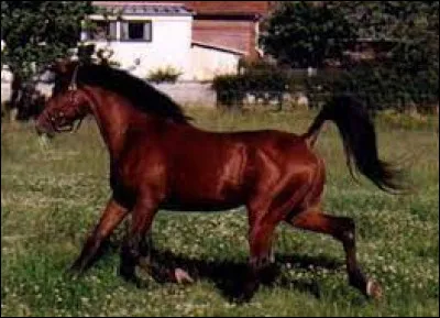 Quelle est cette robe ?