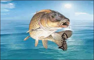 Où se trouve la nageoire caudale du poisson ?