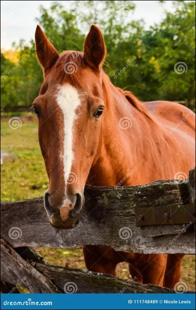 Le cheval est dans la famille :