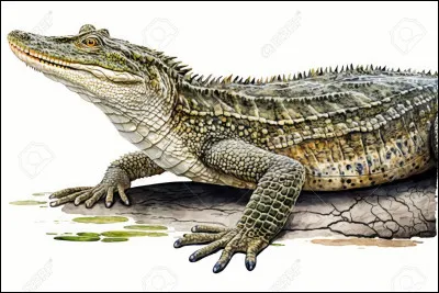 Le crocodile est dans la famille :