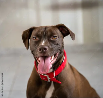 De quelle couleur est ce chien ?