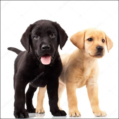 Combien y a-t-il de chiens sur la photo ?