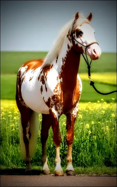 Comment appelle-t-on un petit cheval ?