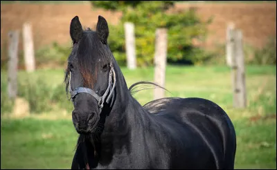 À quelle allure le cheval va-t-il le plus vite ?
