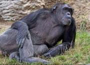 Quiz Culture autour du chimpanz