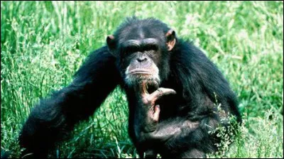 Quelle est la durée de vie moyenne du chimpanzé ?