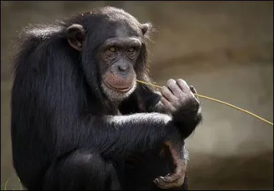 Dans quel pays ne se trouve pas le chimpanzé ?