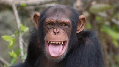 Dans quel pays ne se trouve pas le chimpanzé ?