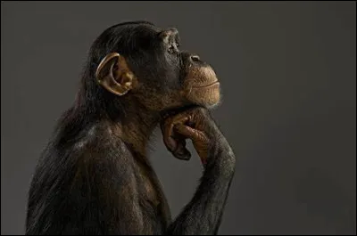 Qui a chanté "Chimpanzé" ?