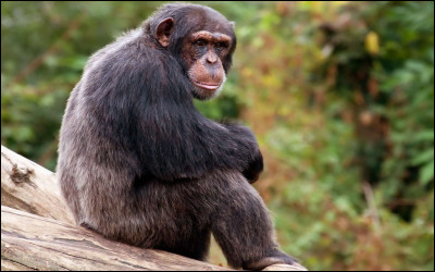 Combien existe-t-il d'espèces de chimpanzés ?