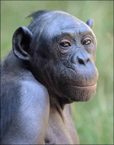 Comment peut-on également appeler le chimpanzé nain ?