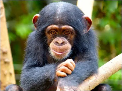 Retrouvez la bonne définition du mot "chimpanzé".