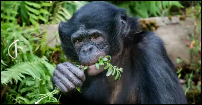Quel est le régime alimentaire de ce singe ?
