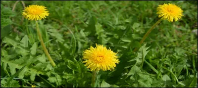 De quel genre cette plante est-elle ?