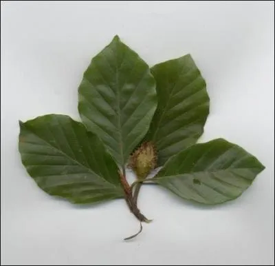 Cette feuille est celle d'un ... .