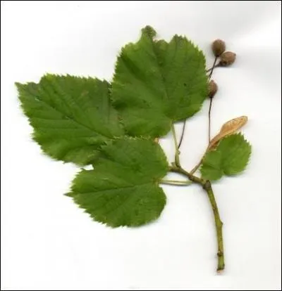 Cette feuille est celle d'un ... .