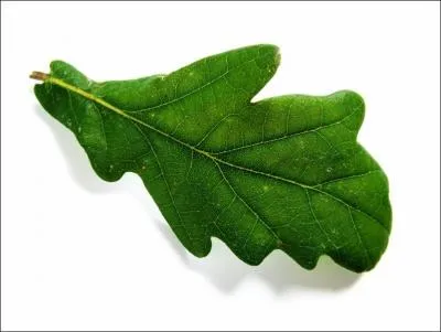 Cette feuille est celle d'un ... .