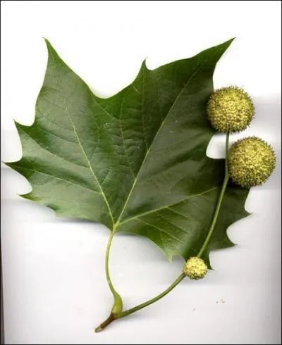 Cette feuille est celle d'un ... .