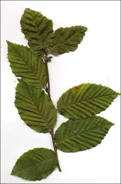 Cette feuille est celle d'un ... .