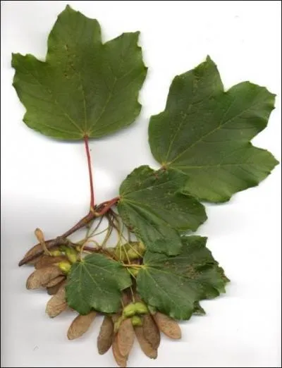 Cette feuille est celle d'un ... .