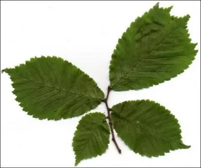 Cette feuille est celle d'un ... .