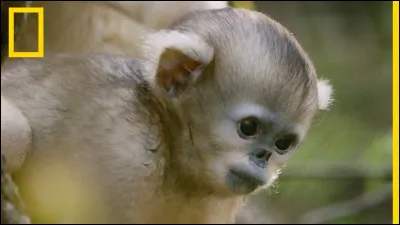 Retrouvez les années du singe.