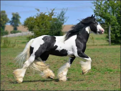 Quelle est cette race de cheval ?