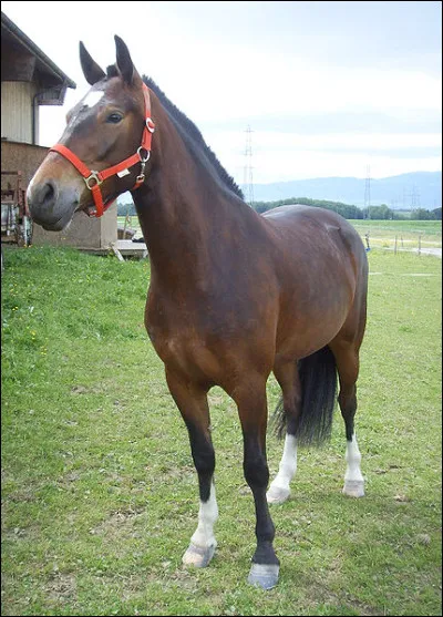 Quelle est cette race ?