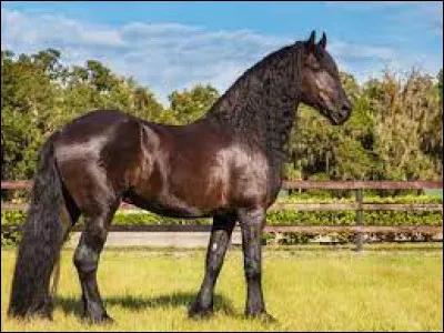 Quelle est cette race ?