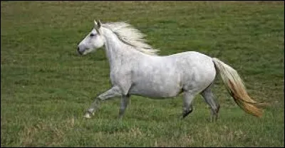 Quelle est cette race ?