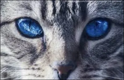 Pourquoi Étoile Bleue lui donne-t-elle le préfixe de *cur* ?
(Je sais, elle est un peu compliquée.)