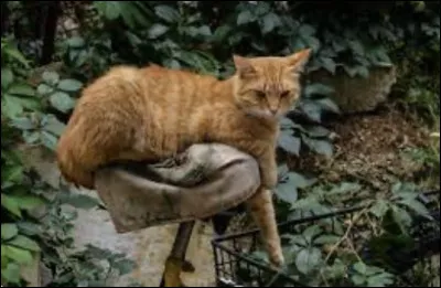 Pourquoi la prophétie du début dit-elle "le feu sauvera notre clan" ?