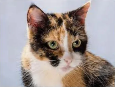 De qui tombent amoureux, Plume Grise et Cur de Feu ?