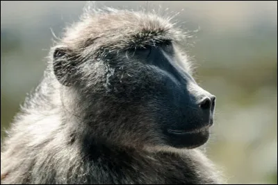 Quel est cet animal ?