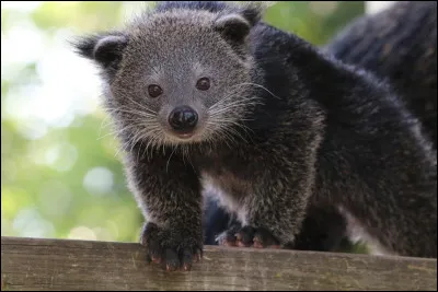 Quel est cet animal ?