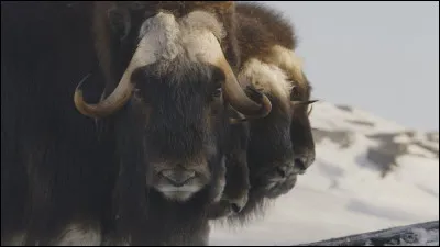 Quels sont ces animaux ?