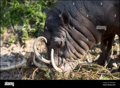 Quel est cet animal ?