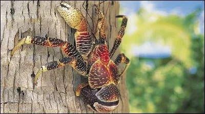 Quel est cet animal ?