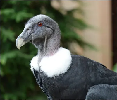 Quel est cet animal ?