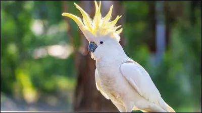 Quel est cet animal ?