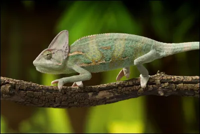 Quel est cet animal ?