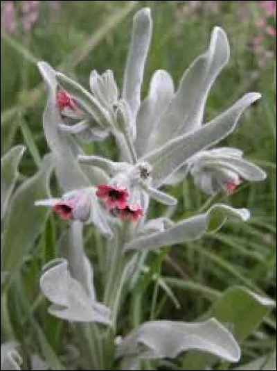 Quelle est la particularité de cette plante appelée langue de chien ?