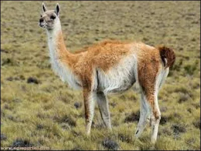 Comment nomme-t-on le petit du lama ?